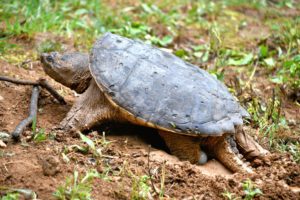 A female snapping turtle laying her eggs in a nest she has dug in the mud on the river bank.